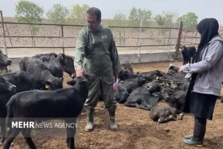 اجرای پروژه اصلاح نژاد گاومیش در سمنان؛ طرح با ۲۰۰ راس دام آغاز شد