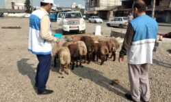 استقرار ۱۵۴ اکیپ دامپزشکی عید قربان در مازندران