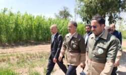افلاطونی:۵۷۶ میلیون اصله نهال در طرح ملی کاشت یک میلیارد درخت تولید شد