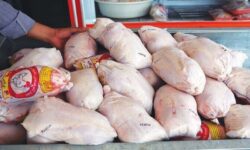 بازار عرضه گوشت مرغ بروجرد در ثبات نسبی است