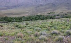 برخورد قانونی با تخریب‌کنندگان مرتع در شهرستان ماه‌نشان