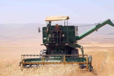 برداشت ۱۵ هزار تنی جو از مزارع میامی؛ بهره‌گیری از کمباین‌های مدرن