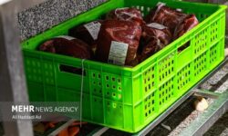 تولید ۲۰۰۰ تن گوشت قرمز توسط عشایر قزوین