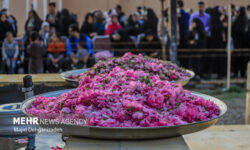 تولید ۳۰ هزار لیتر گلاب در سیستان و بلوچستان