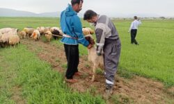 رئیس دامپزشکی کرمانشاه: اردوی جهادی دامپزشکی در ماهیدشت برگزار شد