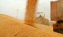 سعیدی: مراکز خرید گندم کردستان باید پیش از برداشت به آمادگی کامل برسند