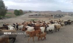 طلای نرم سربیشه در بازارهای جهانی؛ ارزشی که از خانه بیرون می‌رود
