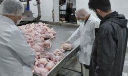 قیمت مرغ و تخم‌مرغ در مازندران باید به نرخ قبلی برگردد