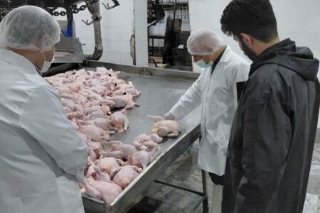 قیمت مرغ و تخم‌مرغ در مازندران باید به نرخ قبلی برگردد