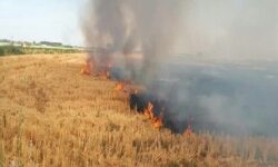 مرگ تدریجی خاک رهاورد آتش زدن مزارع