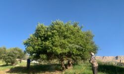 مقابله با آفت لیسه زالزالک در ۷۰۰ هکتار از جنگل های شهرستان چرام