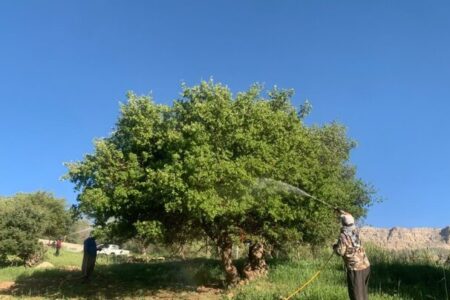 مقابله با آفت لیسه زالزالک در ۷۰۰ هکتار از جنگل های شهرستان چرام