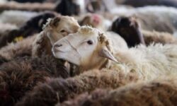 ممنوعیت جابجایی دام فاقد پلاک در مرودشت