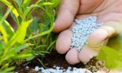 نسبت غلات به اوره به کف تاریخی رسید؛ خطر موج جدید تورم غذایی در جهان