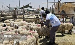 نظارت ۳۴ اکیپ دامپزشکی هرمزگان بر ذبح دام در عید قربان