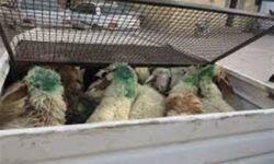 واردات دام زنده بدون انتقال ارز از استان های مرزی مجاز شد
