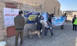واکسیناسیون بیش از ۲هزار قلاده سگ علیه بیماری هاری در سیستان وبلوچستان