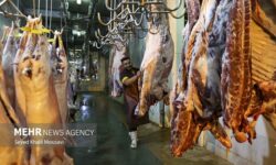 پایداری بازار گوشت قرمز در استان فارس