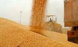 پرداخت 50 درصد پول گندمکاران از شنبه