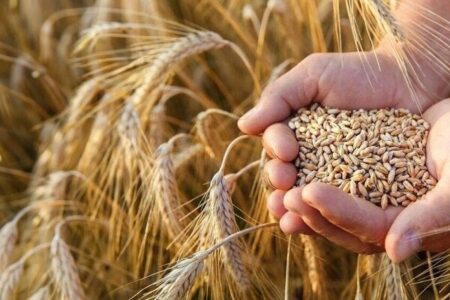 پیش‌بینی برداشت ۷۰۰ هزار تن گندم و جو در لرستان