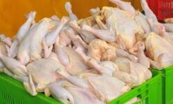چرا مرغ در بازار کم شد؟