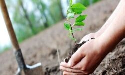 کاشت ۱۰۰ اصله نهال به نام نوزادان