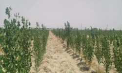 کاشت ۵۲ هزار اصله نهال در تصفیه خانه همدان