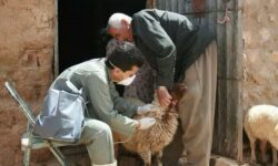 کاهش ۲۸ درصدی بیماری‌های دامی در مازندران