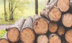 کشف ۴ تن چوب جنگلی قاچاق در ایست و بازرسی خلخال-اسالم