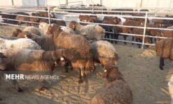 کشف ۵۰ رأس دام قاچاق در  فریدن