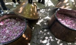 گلاب‌گیری شهری؛ سنتی زنده یا تجربه‌ای در آستانه فرسودگی اقتصادی؟