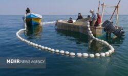 ۳۰ هزار مزرعه آبزی پروری در کشور فعال است