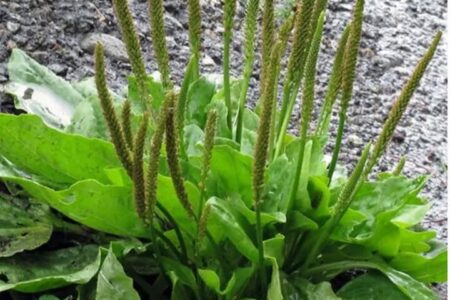 بارهنگ؛ گیاه دارویی برای بهبود زخم ها و کاهش سرفه