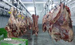 معدوم‌سازی بیش از ۱.۷ تن فرآورده خام دامی غیربهداشتی در ایلام