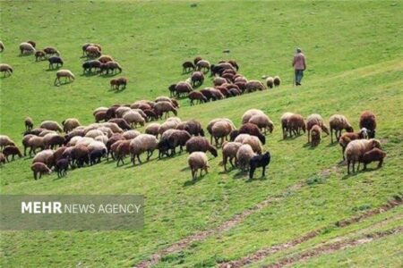 واگذاری ۷ طرح مرتعداری در سمنان؛ گامی بلند برای مدیریت مشارکتی مراتع