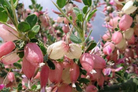 بررسی خاصیت آنتی‌اکسیدانی گیاه انزروت