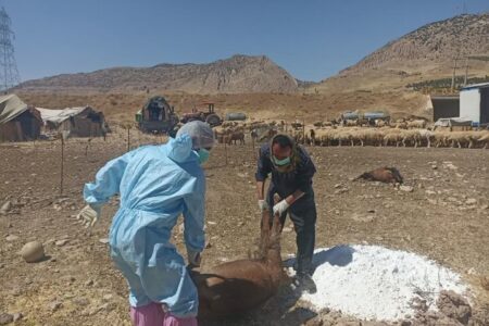 رئیس دامپزشکی دالاهو: علت تلفات دام‌های مشکوک در دست بررسی است