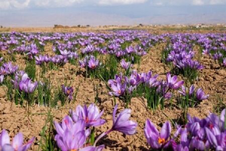 رکورد تازه در بورس کالا / ۱۴۵ میلیارد تومان زعفران معامله شد
