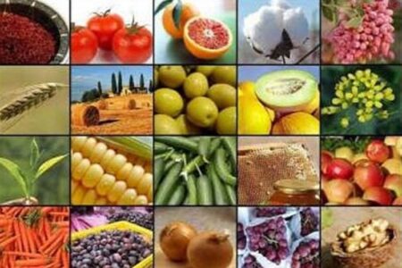 صادرات 15 محصول کشاورزی آزاد شد+ جدول