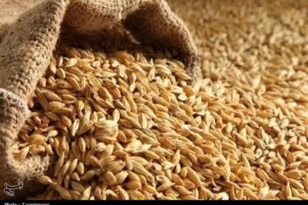 نرخ مصوب گندم صنف و صنعت 53 هزار تومان تعیین شد