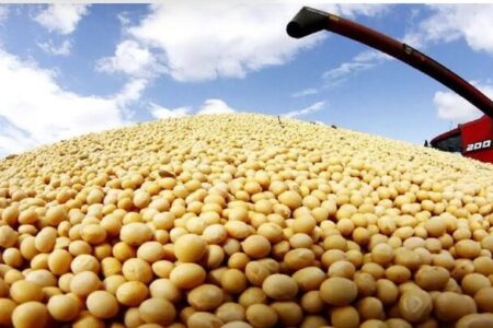 کاهش ۷.۴درصدی میانگین قیمت جهانی سویای صادراتی در ۲۰۲۵؛ سهم ایران از بازار جهانی چقدر است؟