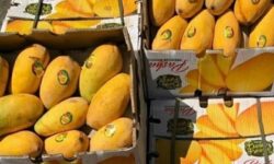آغاز ثبت سفارش واردات انبه و چای