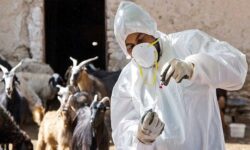 اجرای طرح واکسیناسیون رایگان دام و طیور در ندوشن