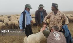 ارائه خدمات جهادی دامپزشکی به عشایر ایرندگان خاش
