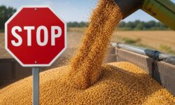 بررسی سناریوهای آزادسازی قیمت گندم در دولت