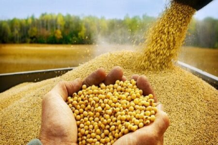 ثبت سفارش واردات پنج کنجاله از ۹ شهریورماه آغاز می‌شود