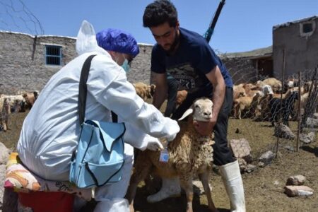 سویه جدید تب برفکی در کشور کنترل شد