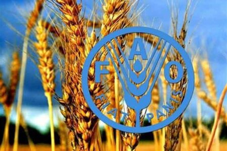 فائو: ایران امسال بیشتر از متوسط 5 ساله غله تولید می‌کند
