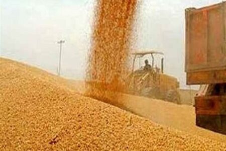 مجوز واردات گندم صنف و صنعت صادر شد