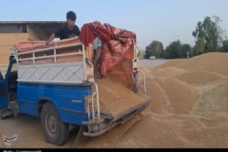 ورود دلالان با پول نقد به بازار گندم با قیمت 38 تا 44 هزار تومان